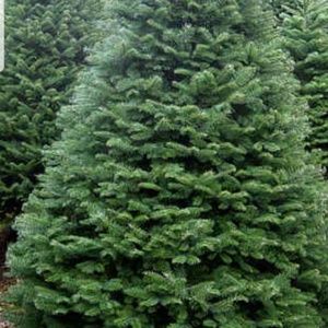 Meet your Posher, Martha